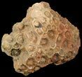 Fossil Coral (Lithostrotionella) Head - Iowa #45063-1